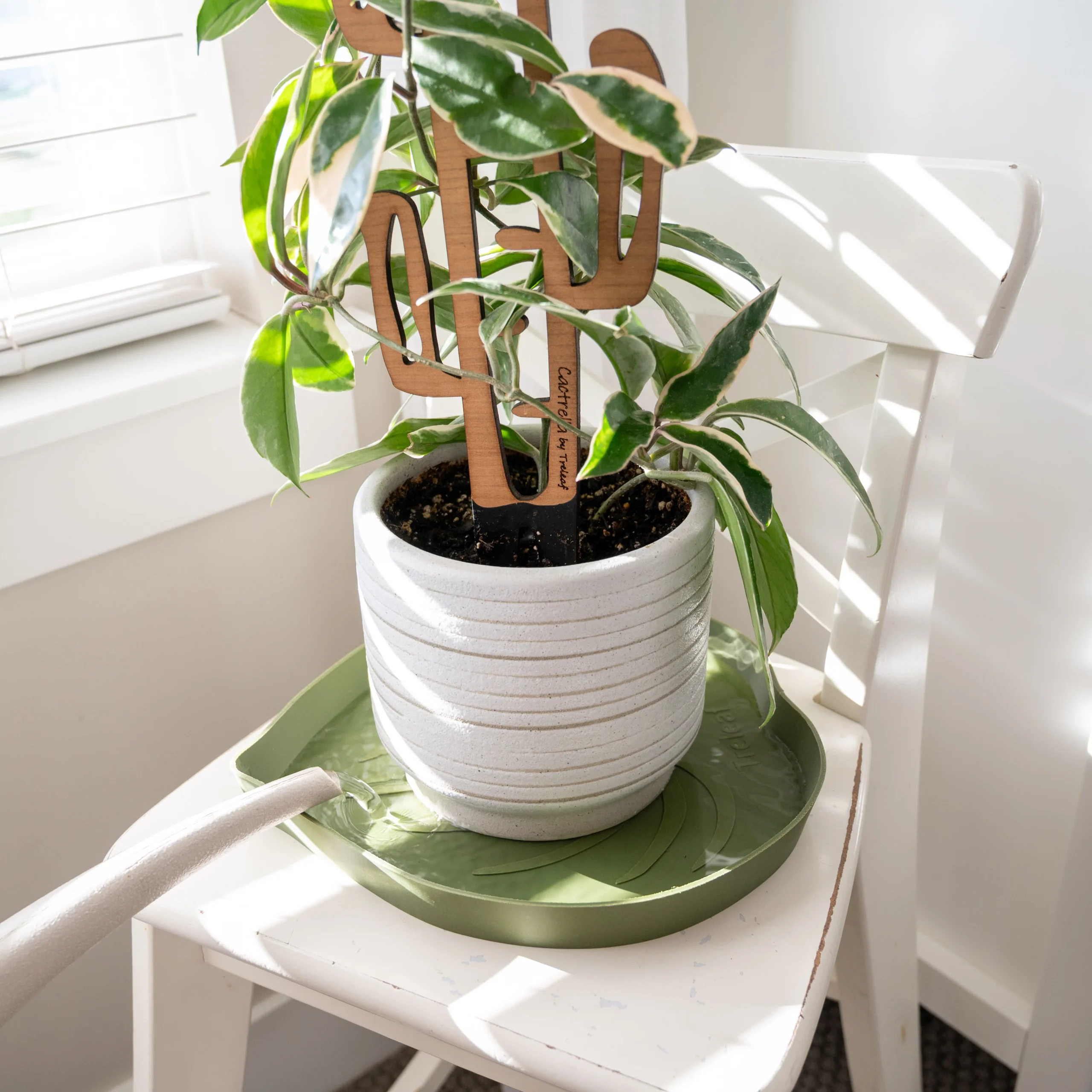 Bottom Watering