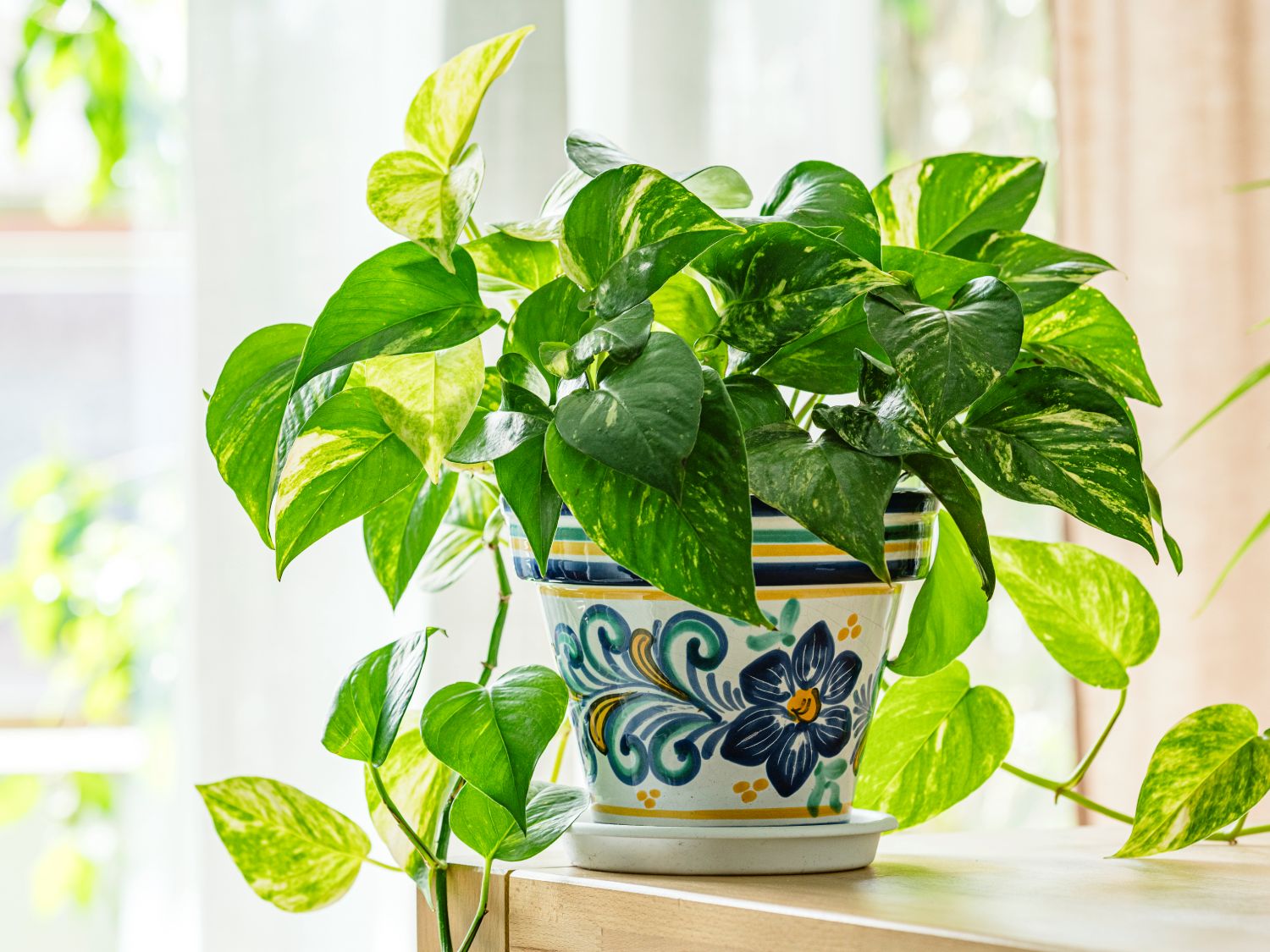 Pothos Plant Care Made Easy: The Ultimate Growing Guide | Gardening Know How