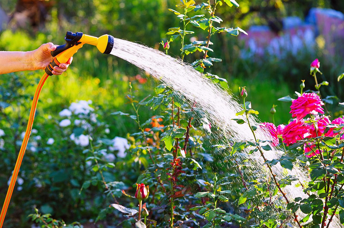 Is Softened Water OK for Plants and Gardens? | Water Depot