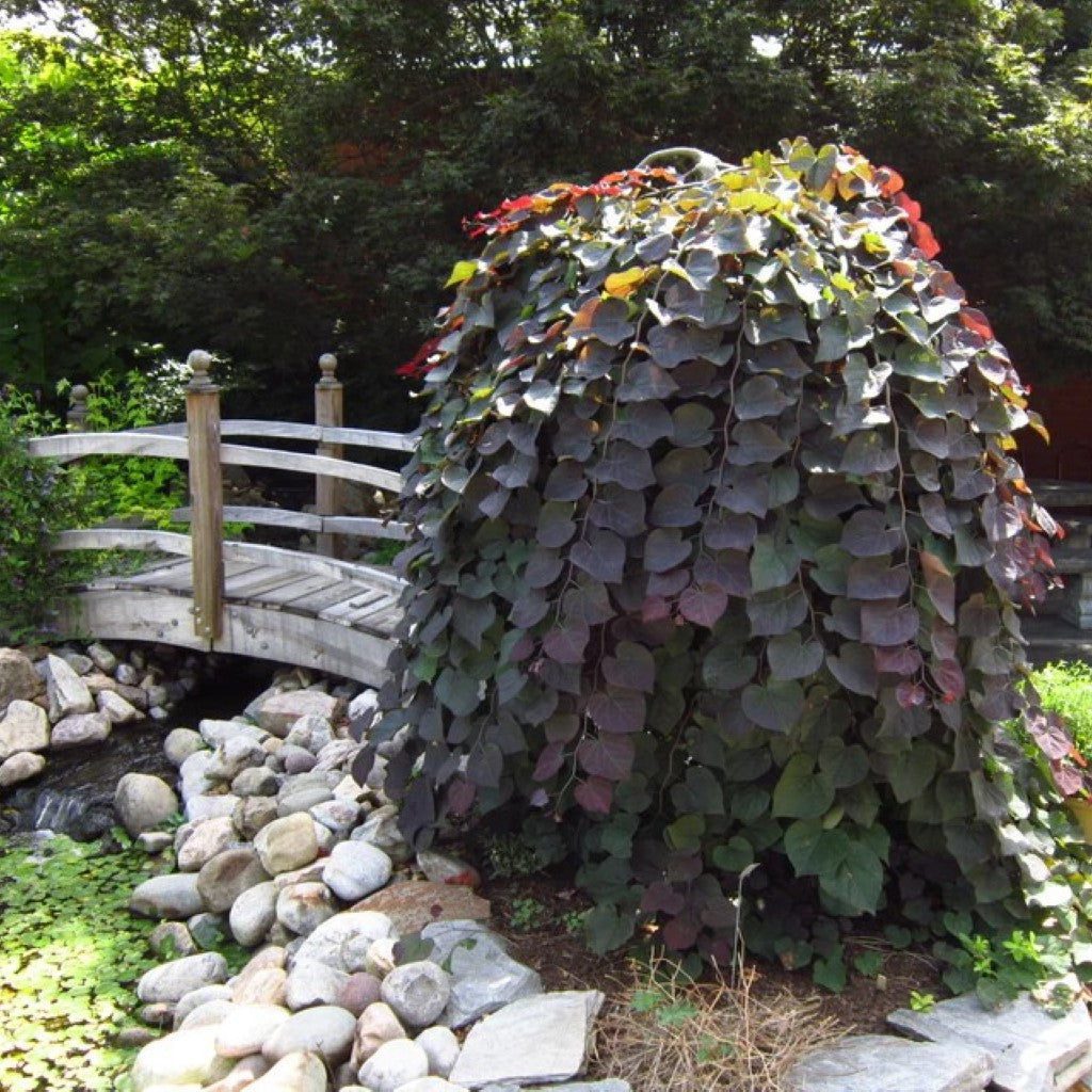 Buy Ruby Falls Weeping Redbud Trees Online | Pixies Gardens