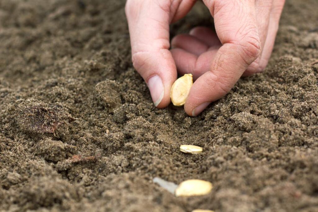 Cracked Seed