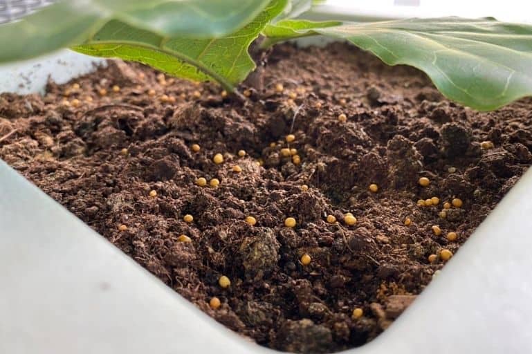 Potting Soil