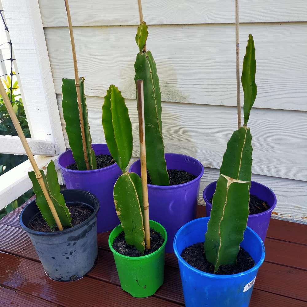 Propogation | Dragon Fruit Obsession