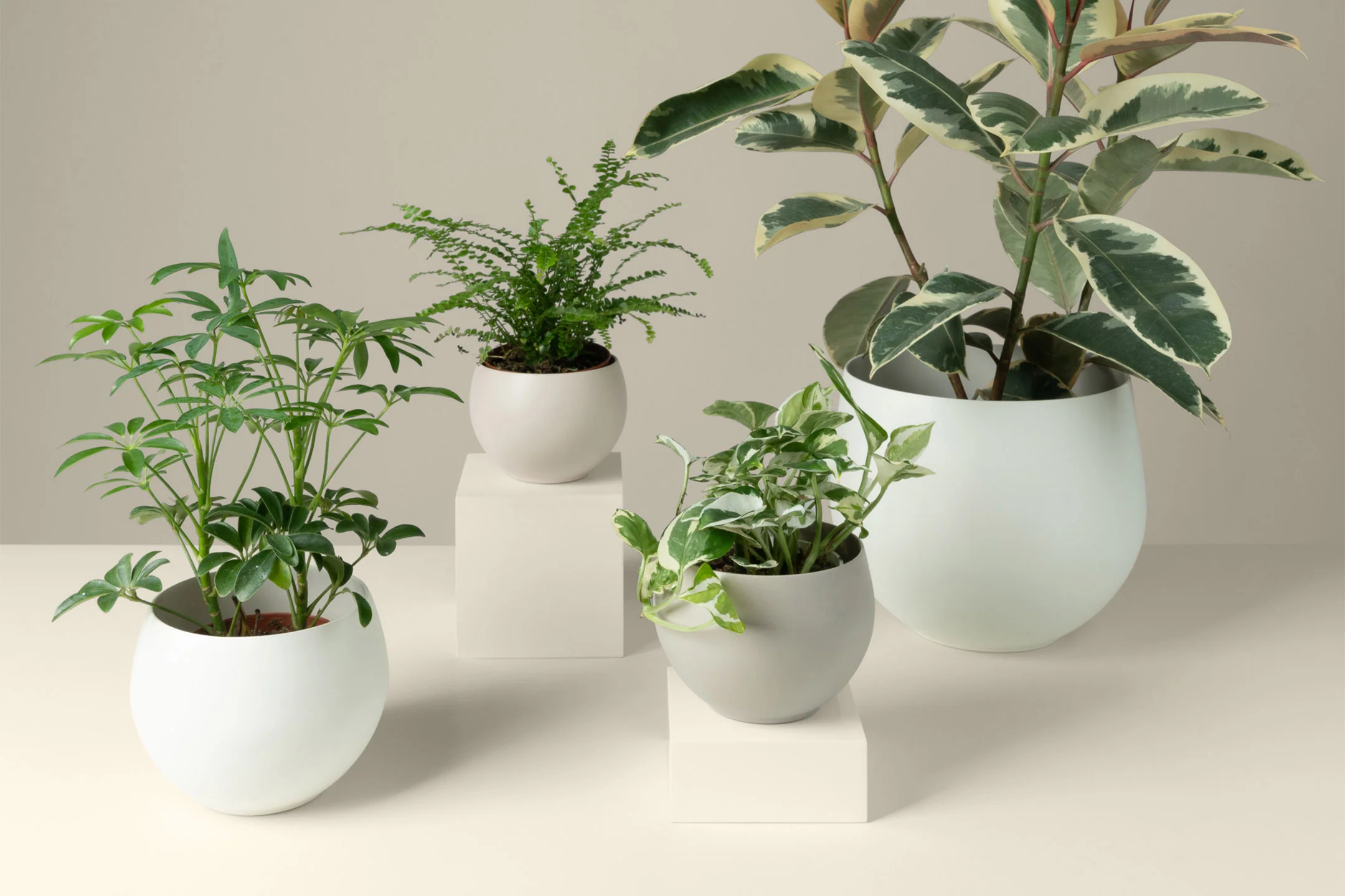 plants