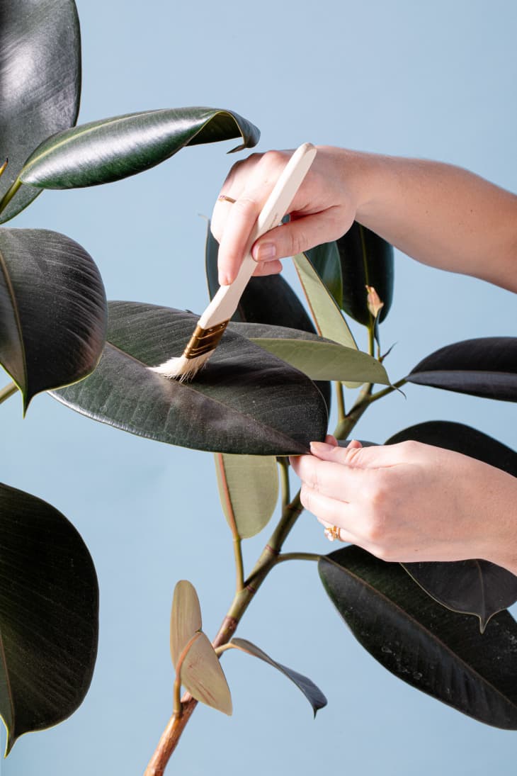 5 Easy Ways to Clean Plant Leaves | Apartment Therapy