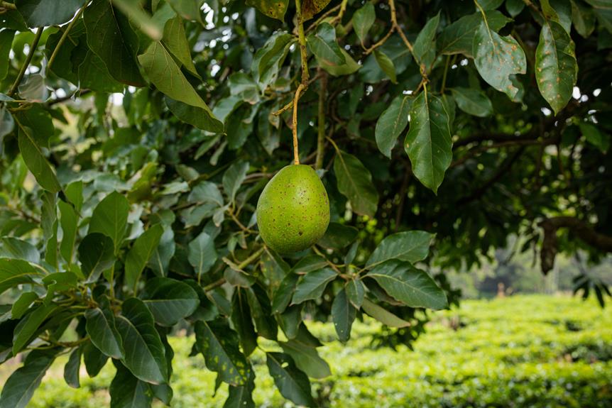avocado tree size details