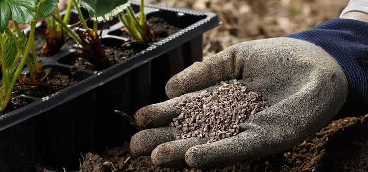 Top 5 Organic Fertilizers REVIEWED