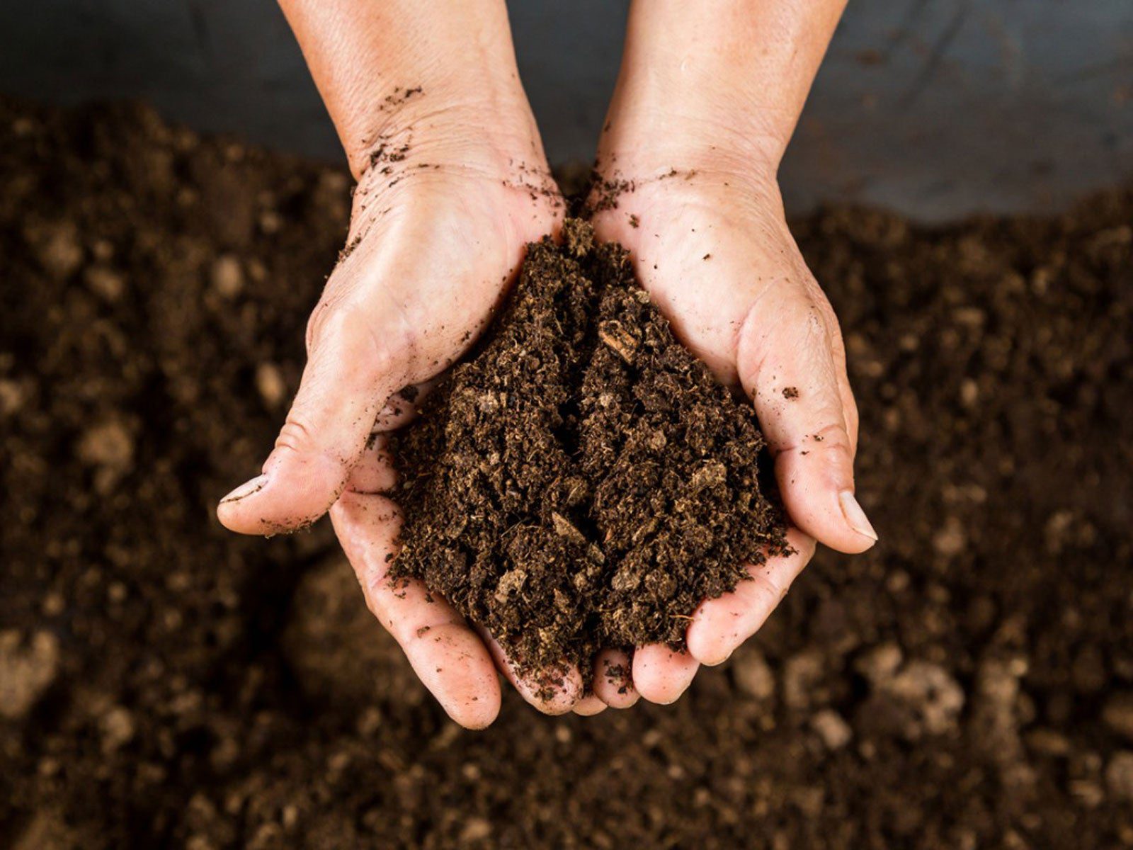 What Is Peat Moss? And How To Use It In The Garden | Gardening Know How