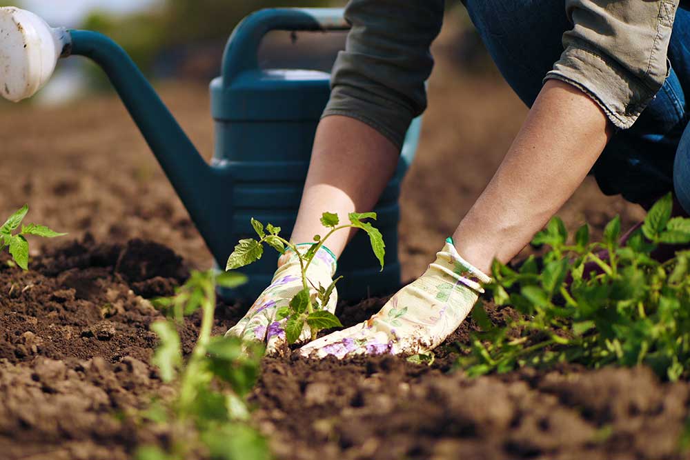How to Transplant Starter Plants to a Garden – Harris Seeds