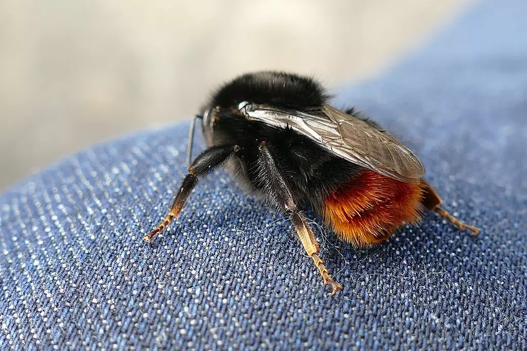 Bees