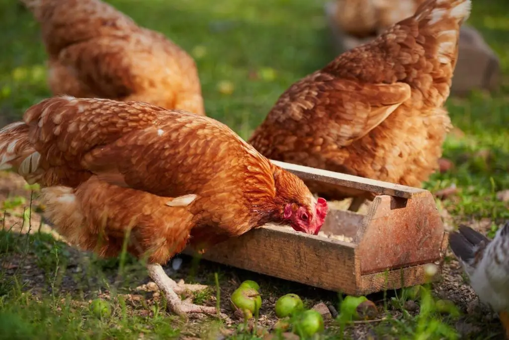 Chickens
