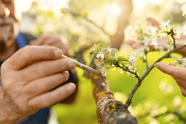152 Assist Plant Pollination Royalty-Free Images, Stock Photos & Pictures | Shutterstock