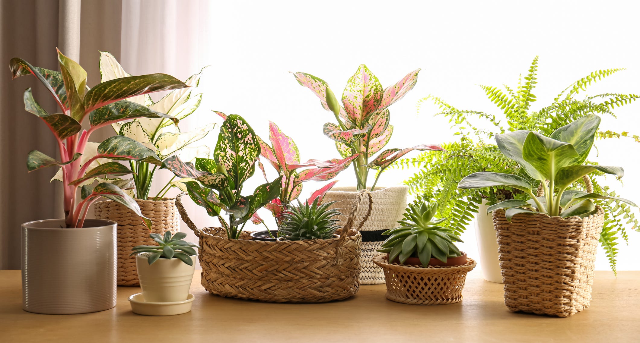 The Best Low-Maintenance Houseplants to Consider Buying for Your Home