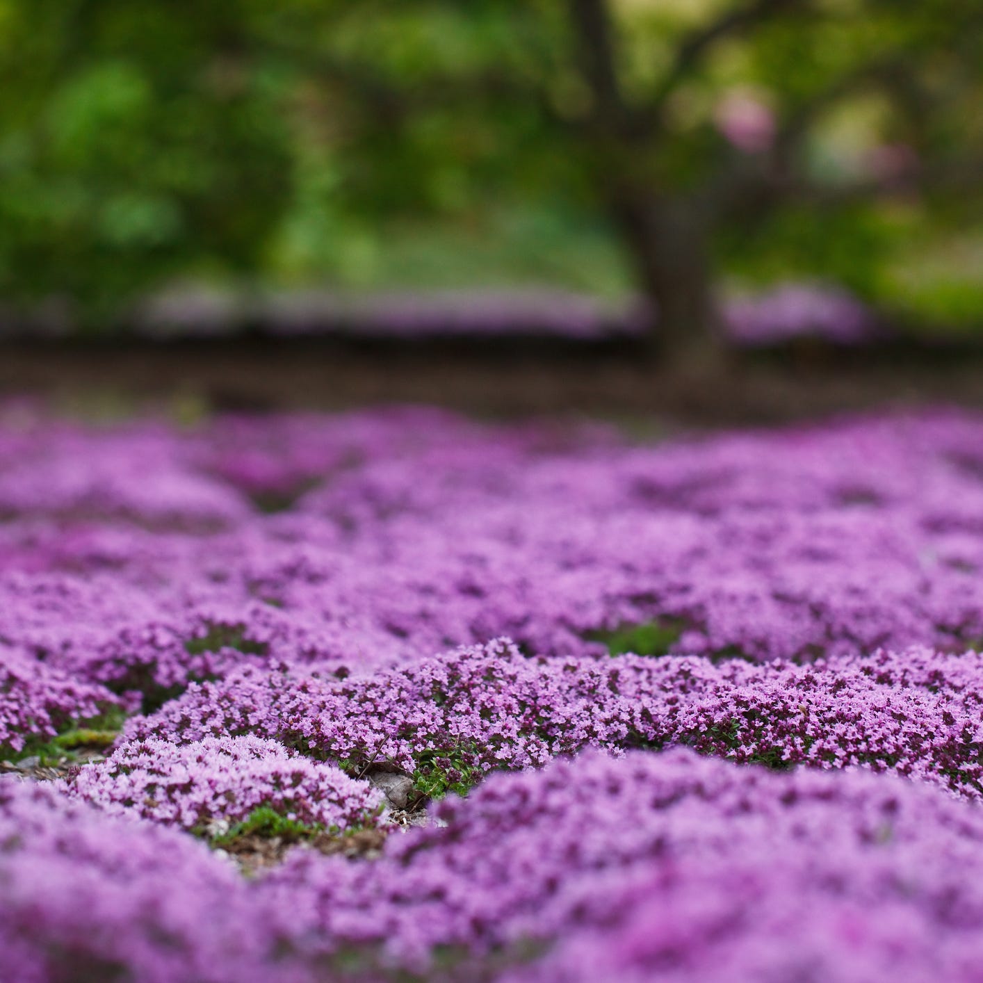 30 Best Ground Cover Plants for a Low-Maintenance Yard
