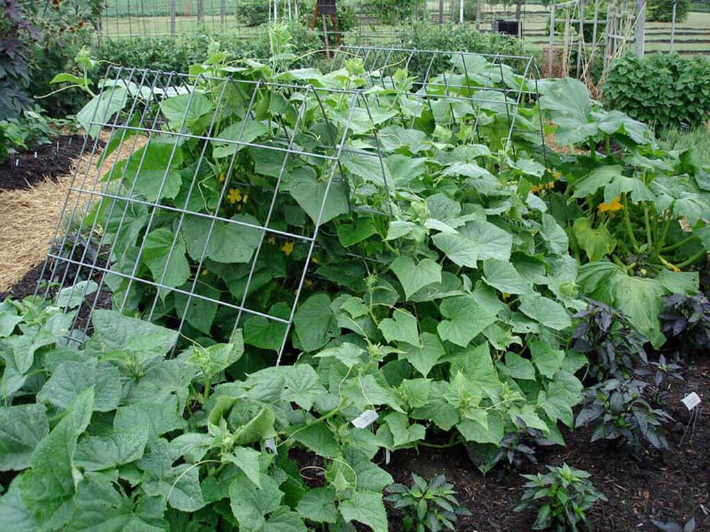 How to Grow and Plant Cucumbers | Caring for & Watering Cucumbers – Bonnie Plants