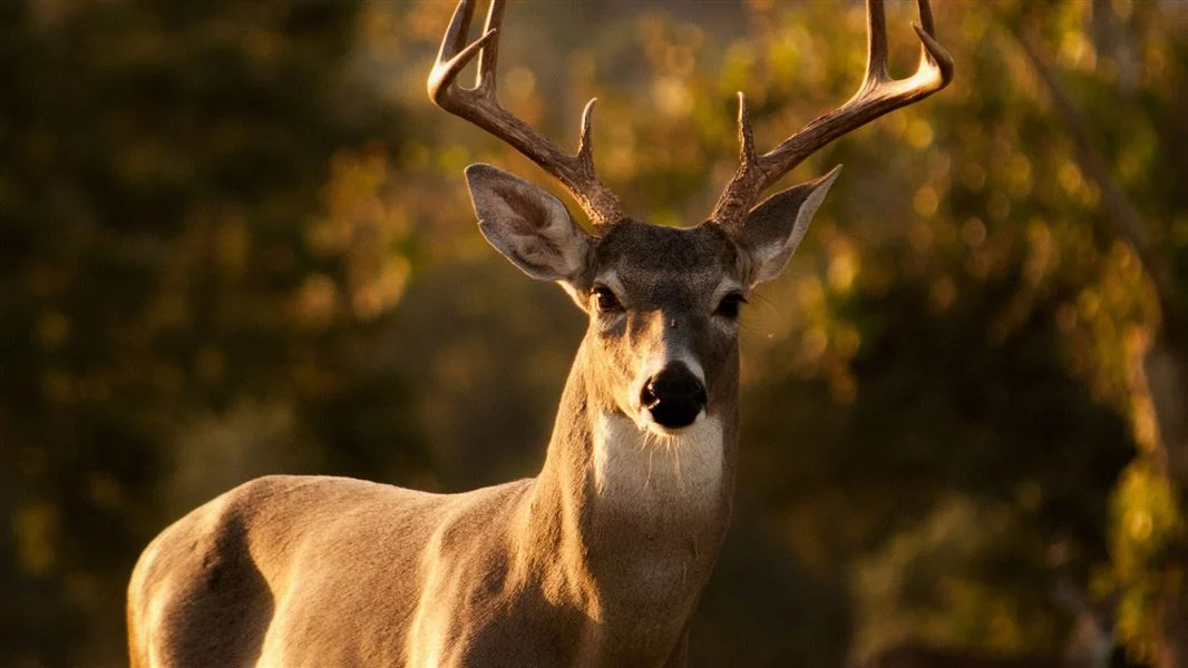 Deer