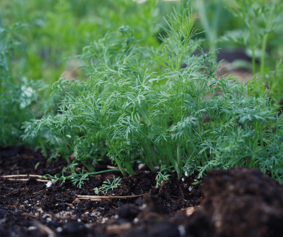 Dill: Herb That Attracts Benficial Insects — Fox Run Environmental Education Center