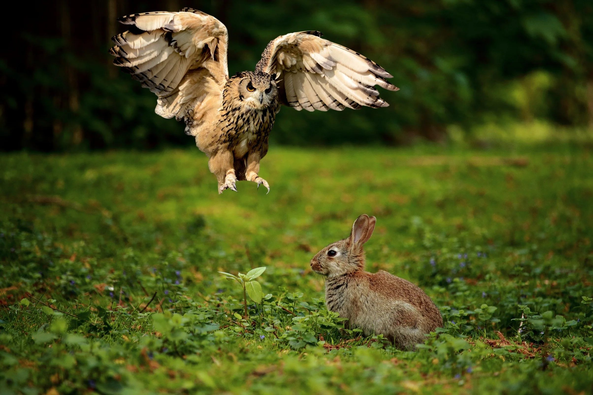 Owls