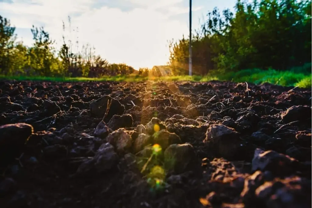 Does Soil Need Sunlight? Here's Why Not & Soil Protection - Flourishing Plants