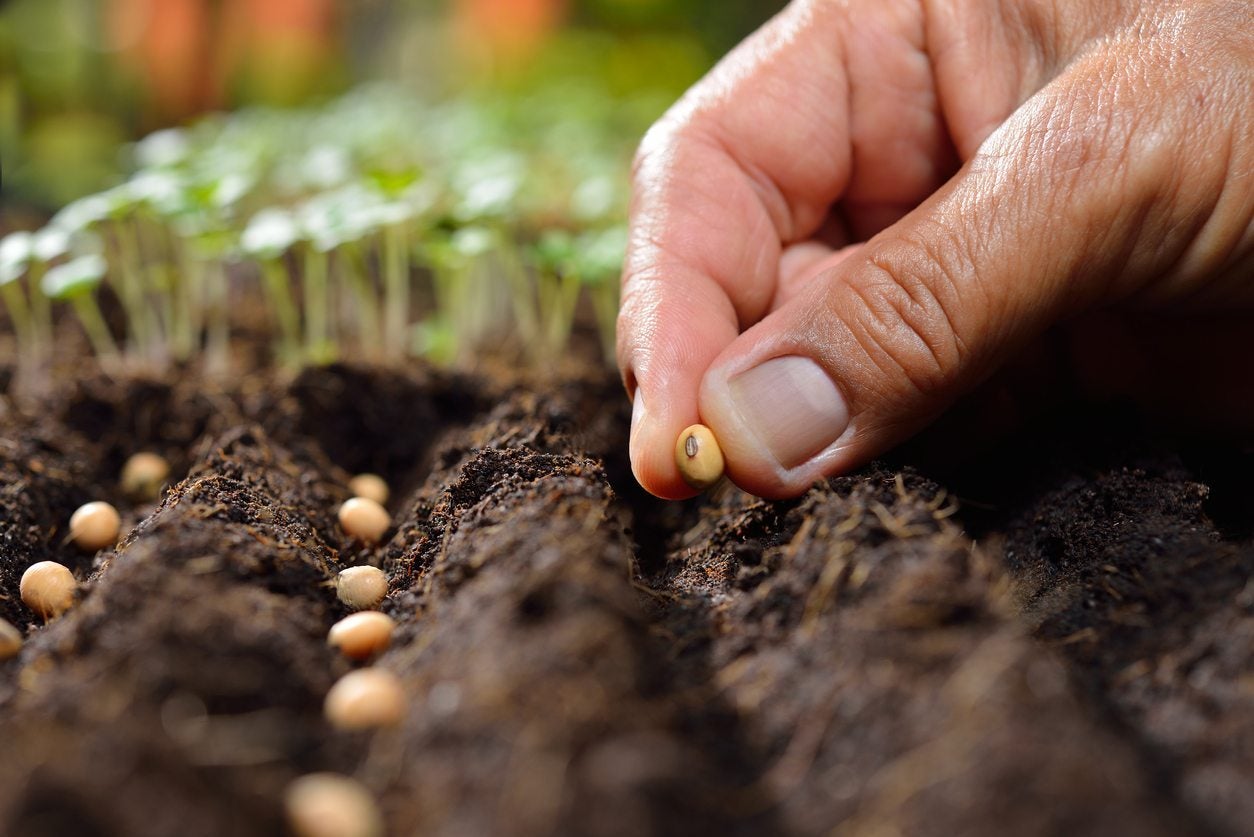 What Does 'Sow Thinly' Mean : A Guide To Thin Seed Spacing In Gardens |  Gardening Know How