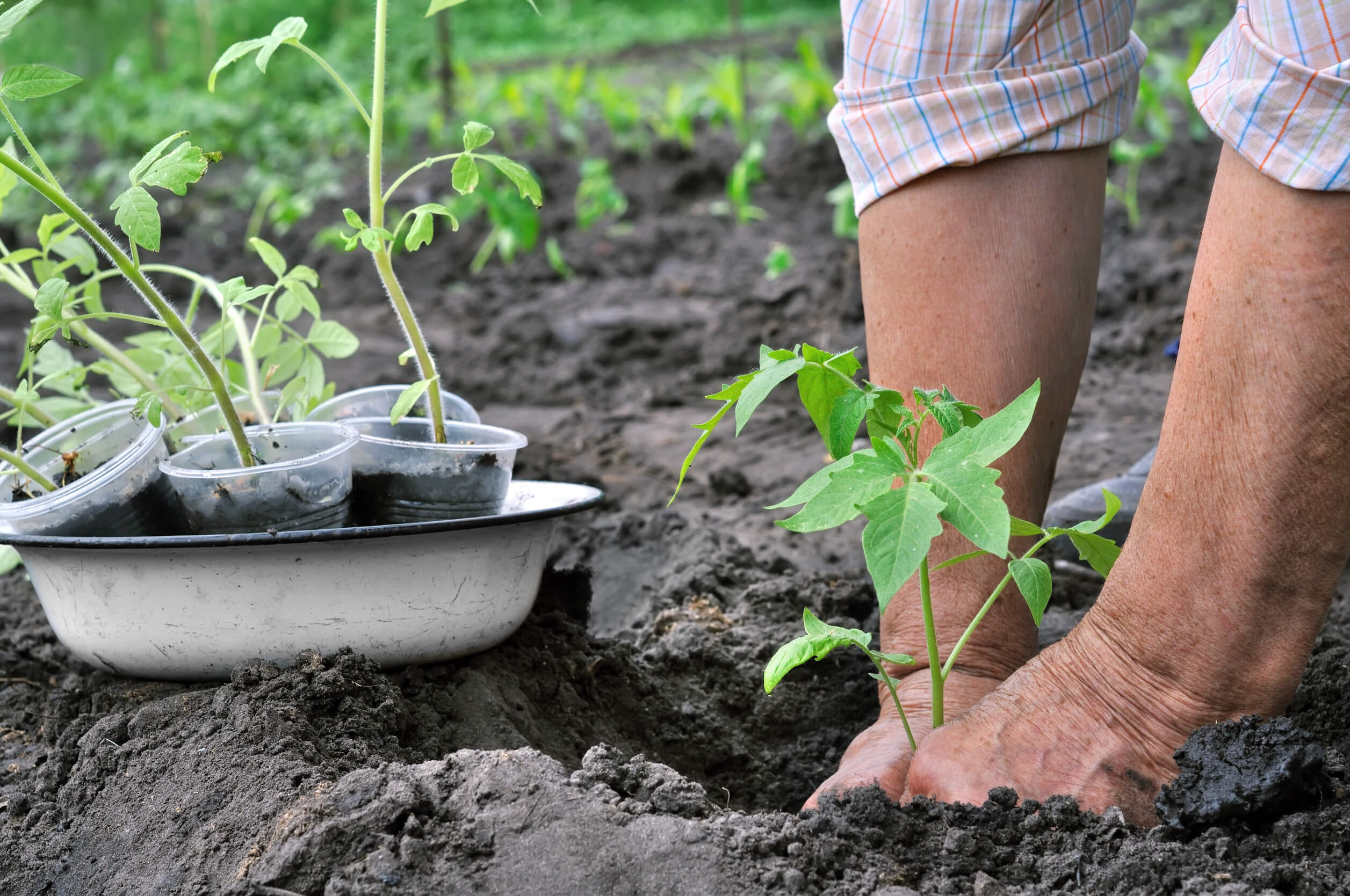 Transplanting vs Direct Sowing: Which Gardening Method Suits You? – AllThatGrows