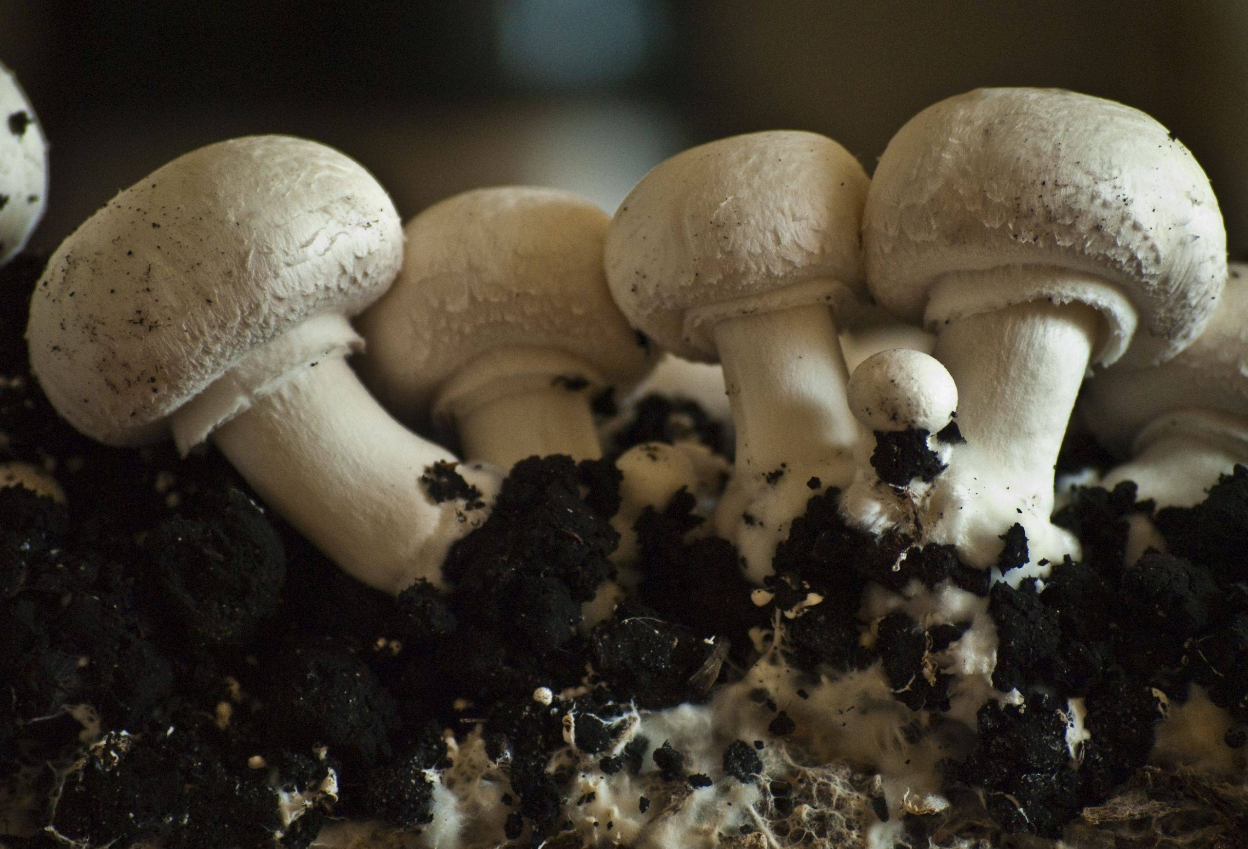 White Button Mushroom: Nutrition, Preparation, Storage: a Guide