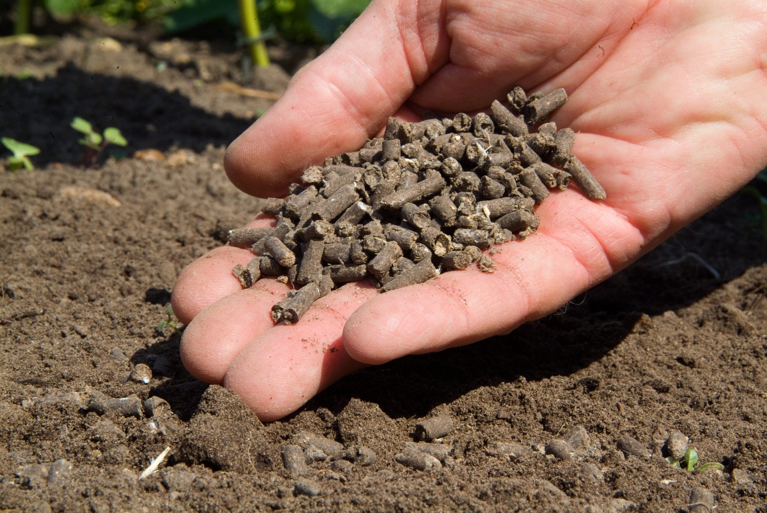 Fertilisers: Types and Uses | RHS Advice