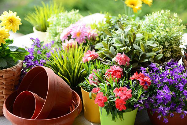 364,200+ Potted Plants Garden Stock Photos, Pictures & Royalty-Free Images - iStock