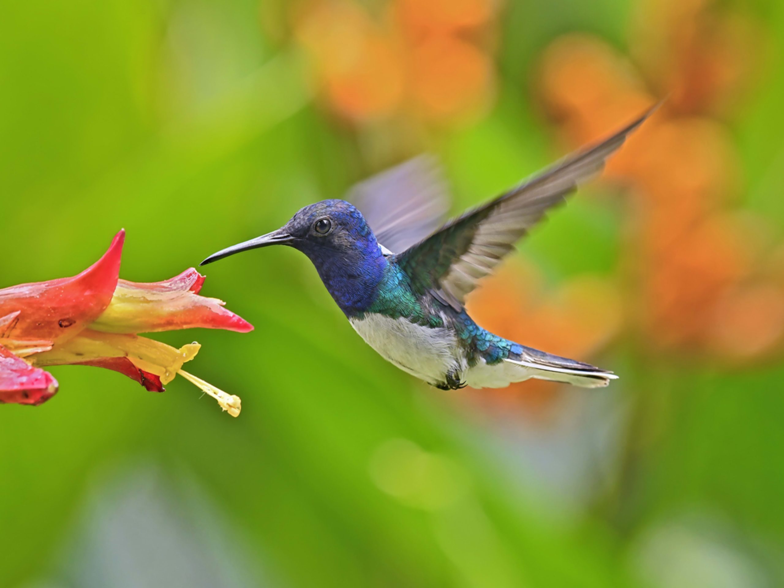 25 Flowers That Attract Hummingbirds