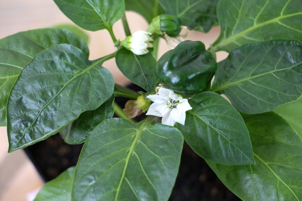 Should I Pinch Early Flower Buds Off My Pepper Plants? - Pepper Geek