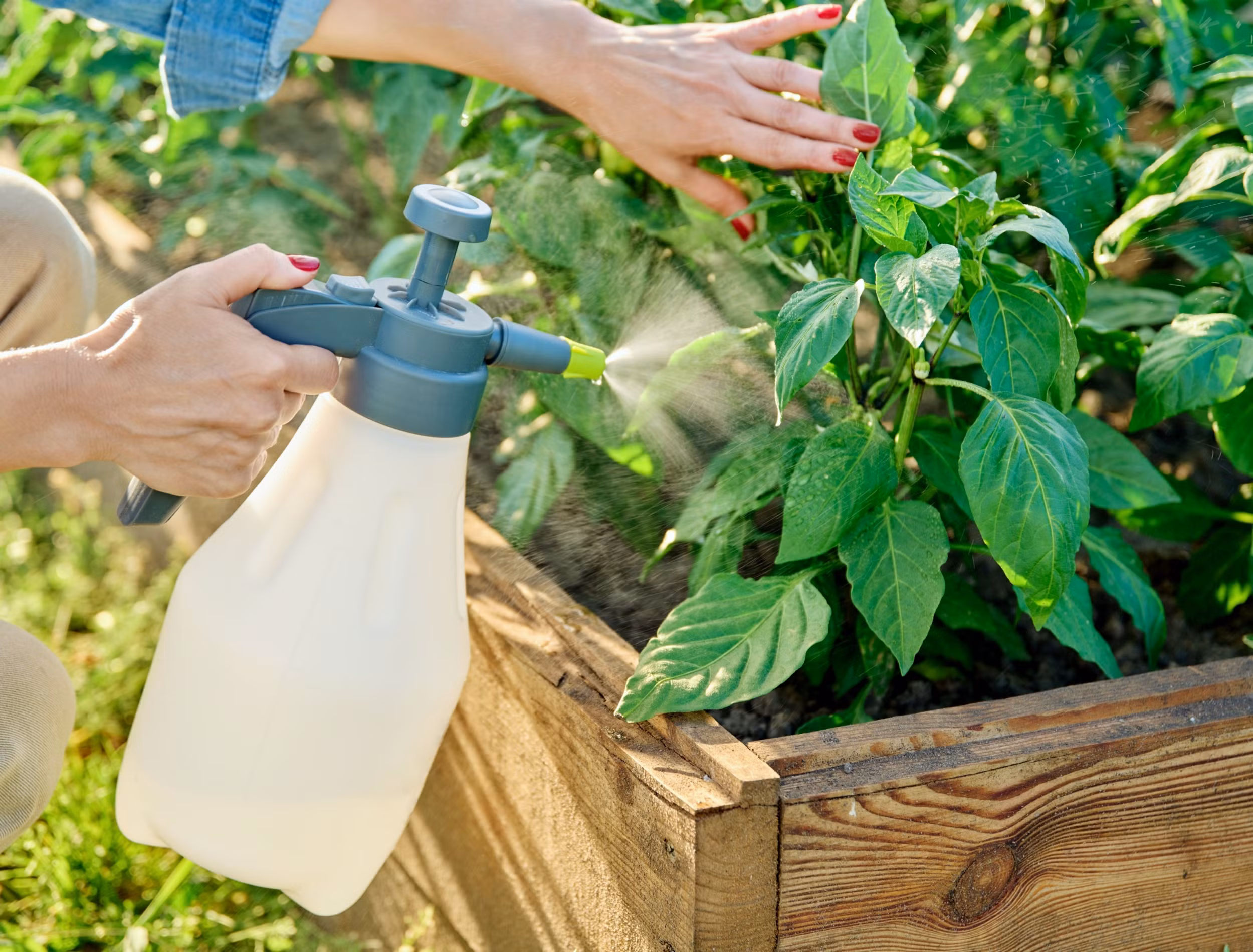 Using Garlic Water on Plants