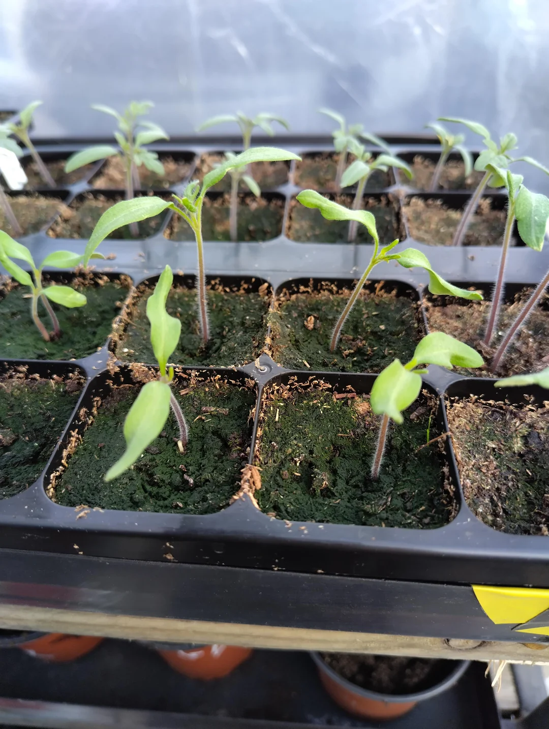 greening soil and solutions