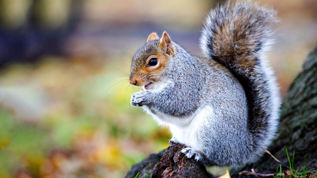 Squirrels