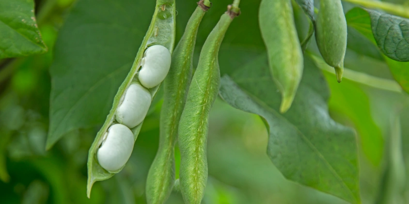 How To Grow Beans: Planting, Care, And Picking Good Crop