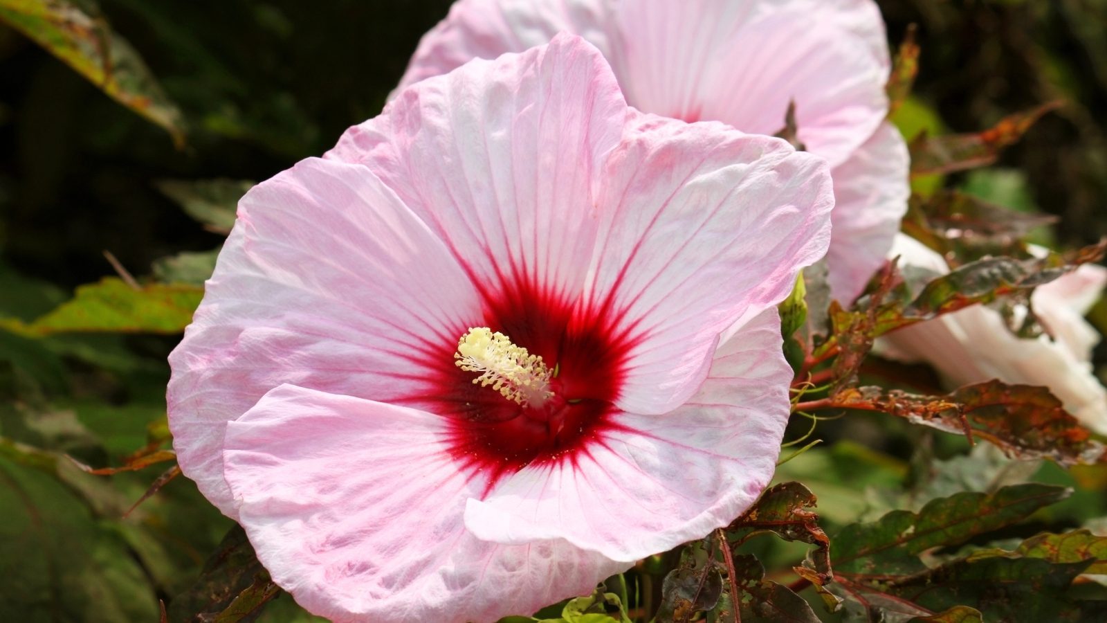 What Kind of Hibiscus Comes Back Every Year?