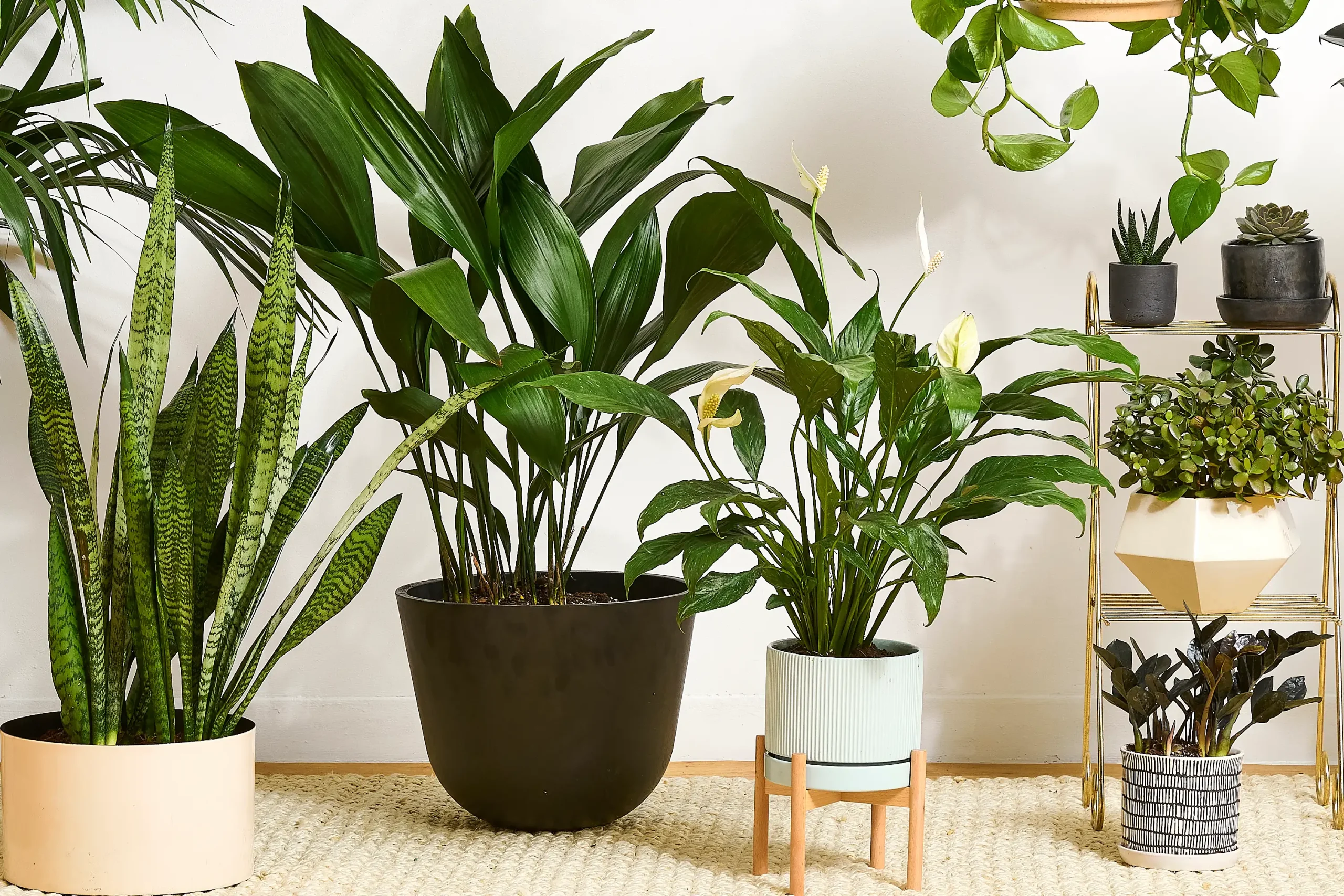 Houseplants