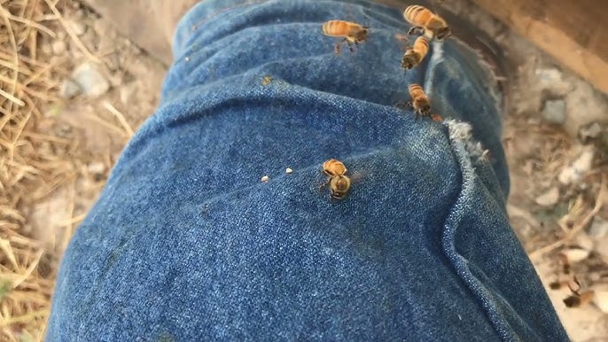 What Happens when a Bee Stings?