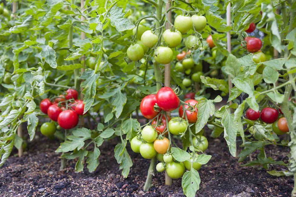 Tomato Plant Spacing Depends on This One Detail—Here's How to Get It Right for Healthier Plants - AOL