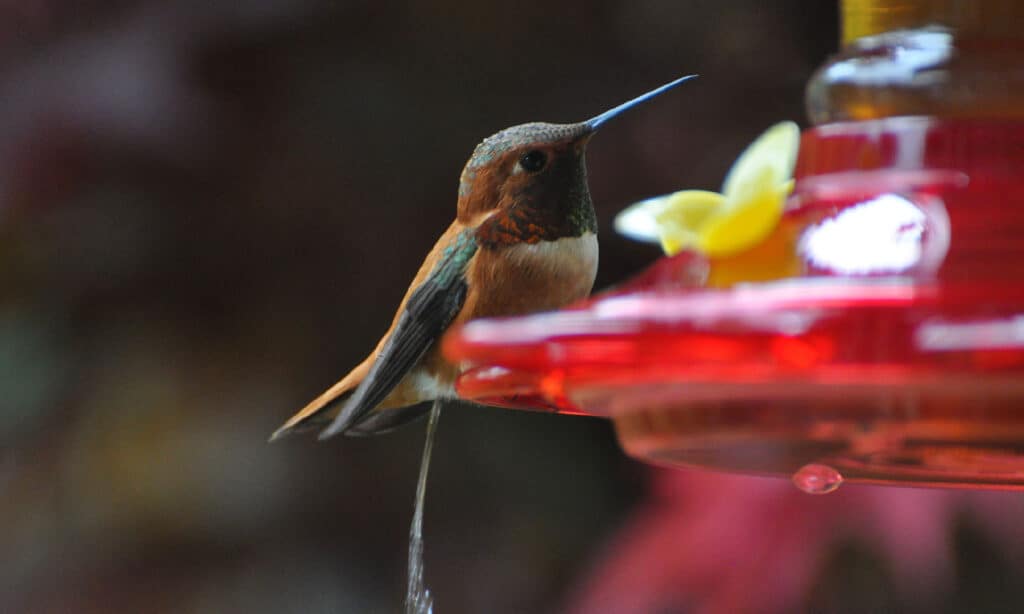 Hummingbirds