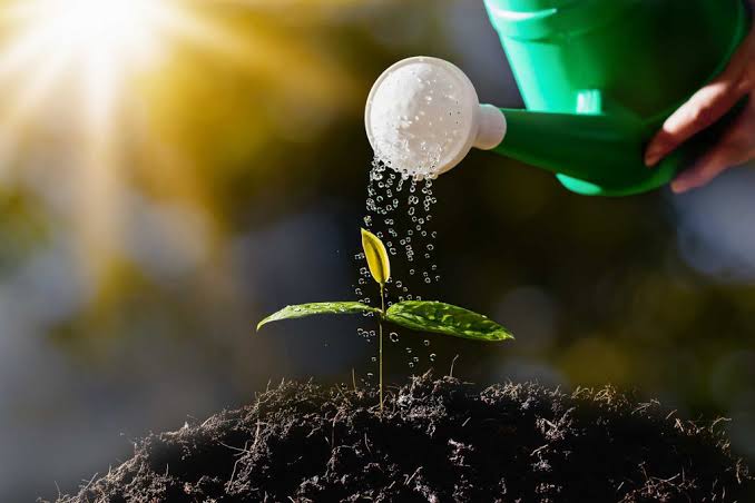Is Distilled Water Good for Plants? Do Plants Grow Better With Tap Wat