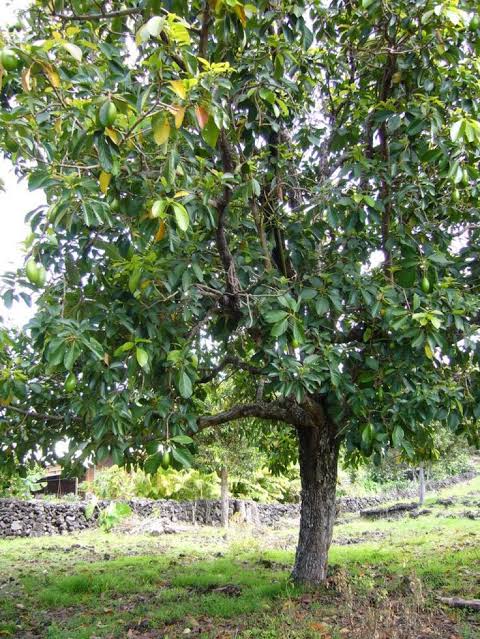 How to Grow Avocado From Seed or Pit