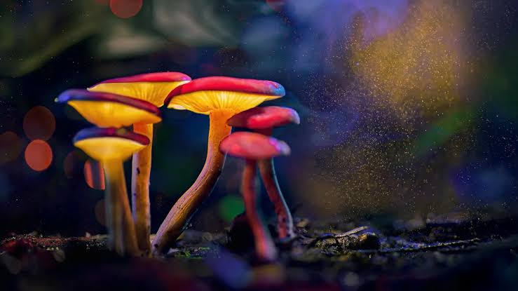 Mushrooms