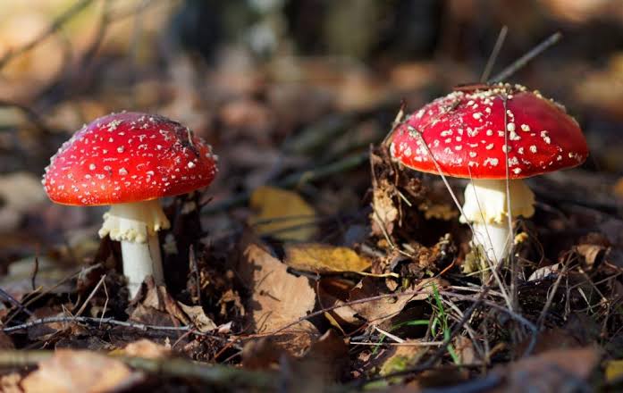 The Ultimate Guide to Saprotrophic Mushrooms | GroCycle