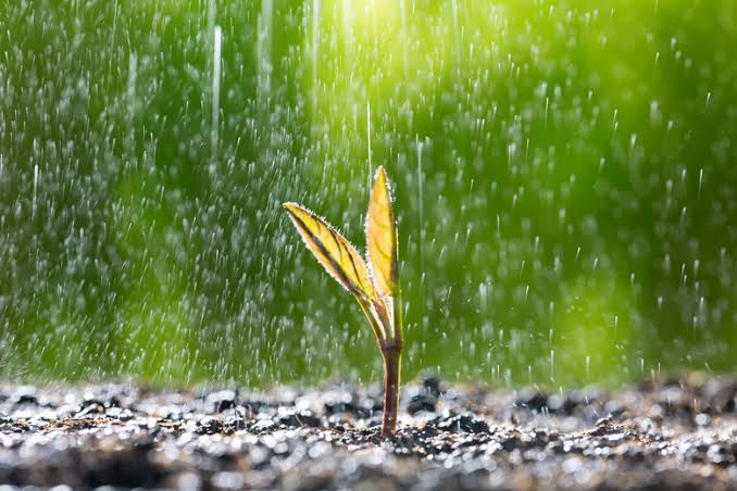 The Effects Of Rain Water On Plants