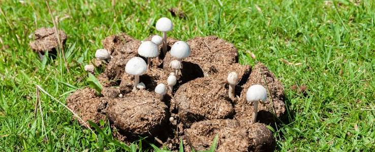 Mushrooms in Manure: A Guide to Coprophilous Fungi - Shroomer
