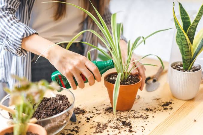 Can you Use Tomato Fertilizer on Other Plants? Here's How - Flourishing  Plants