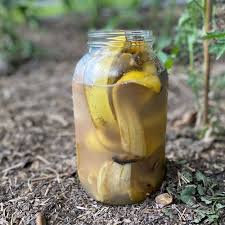How to Make Banana peel Fertilizer for the Garden - Mama on the Homestead