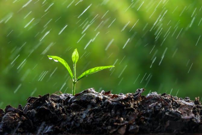 Plant Your Monsoon Garden | Pima County Public Library