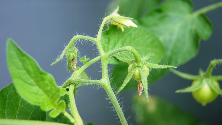 plants