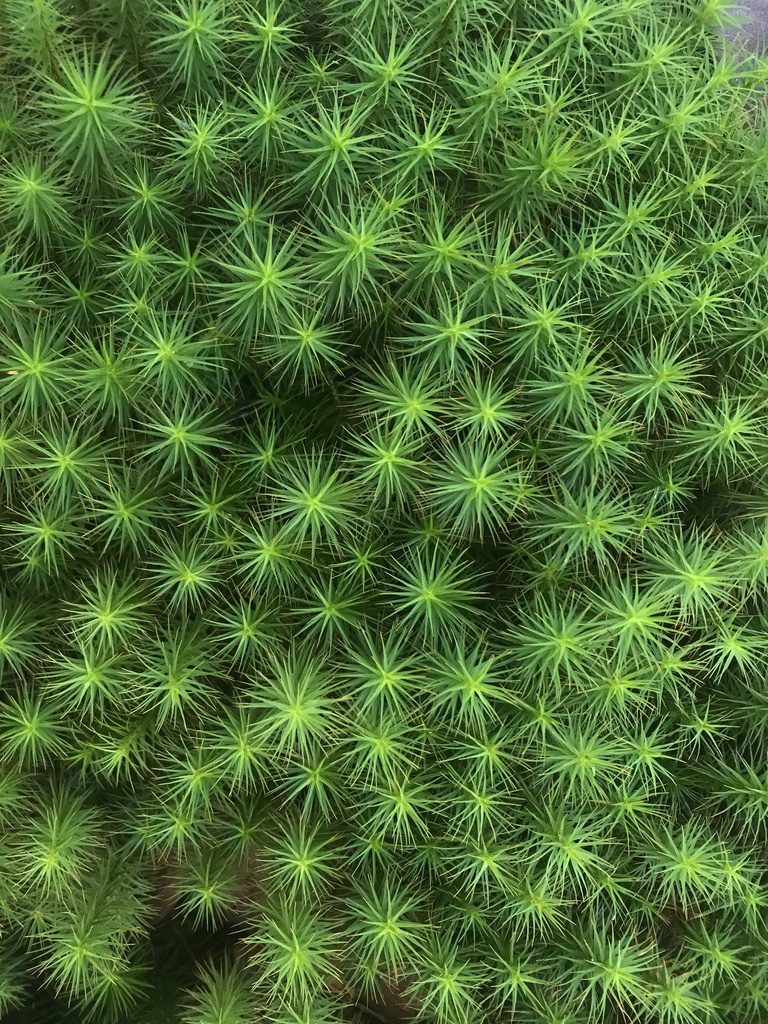 Common Haircap Moss (Polytrichum commune) · iNaturalist
